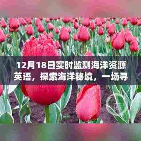 海洋秘境探索,实时监测之旅,寻找内心平静的旅程开启!