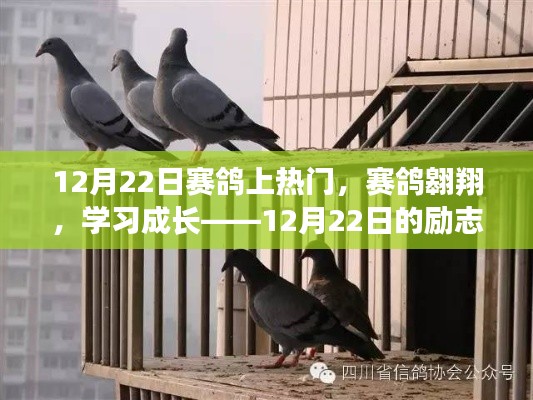 赛鸽翱翔励志篇章,成长之路在12月22日闪耀启航