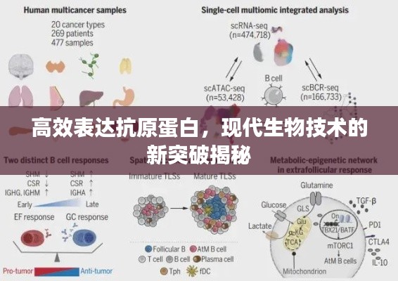 高效表达抗原蛋白,现代生物技术的新突破揭秘