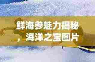 鲜海参魅力揭秘,海洋之宝图片探寻之旅