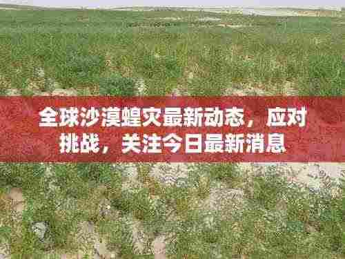 全球沙漠蝗灾最新动态,应对挑战,关注今日最新消息