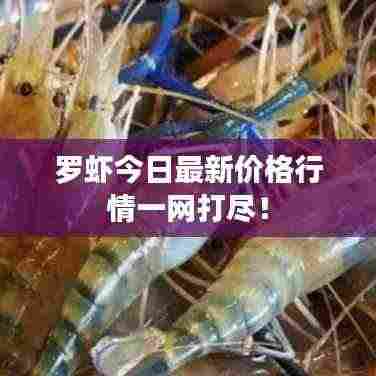 罗虾今日最新价格行情一网打尽!