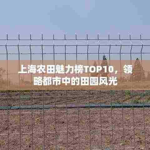 上海农田魅力榜TOP10,领略都市中的田园风光