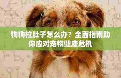 狗狗拉肚子怎么办？全面指南助你应对宠物健康危机