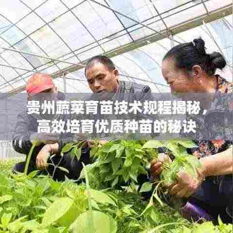 贵州蔬菜育苗技术规程揭秘,高效培育优质种苗的秘诀