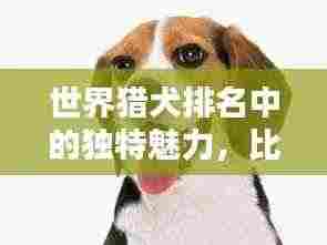 世界猎犬排名中的独特魅力,比格犬上榜!